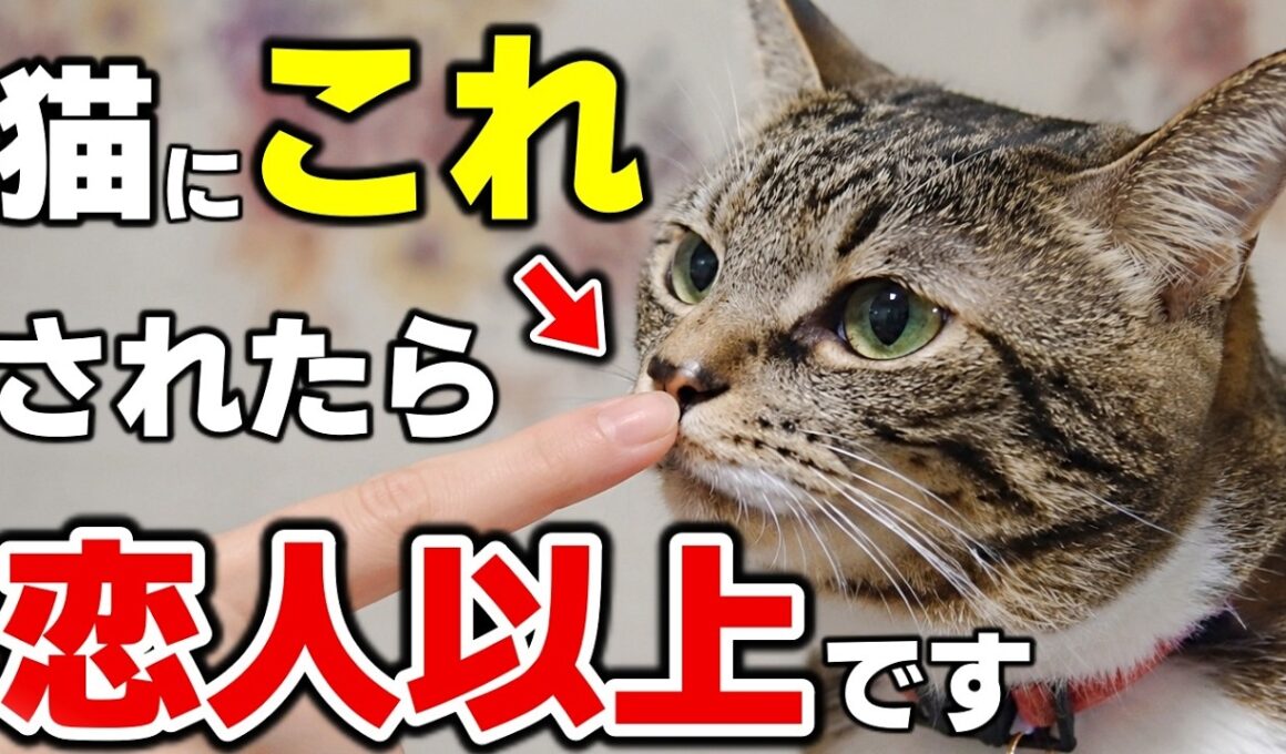 実は両想い！猫が“恋人レベル”で好きな人にだけする10の行動