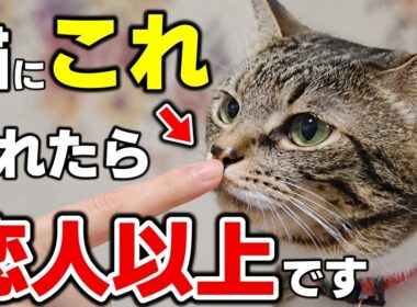 実は両想い！猫が“恋人レベル”で好きな人にだけする10の行動