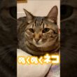 香箱座りの中身が温かすぎて溶ける… #猫 #catshorts