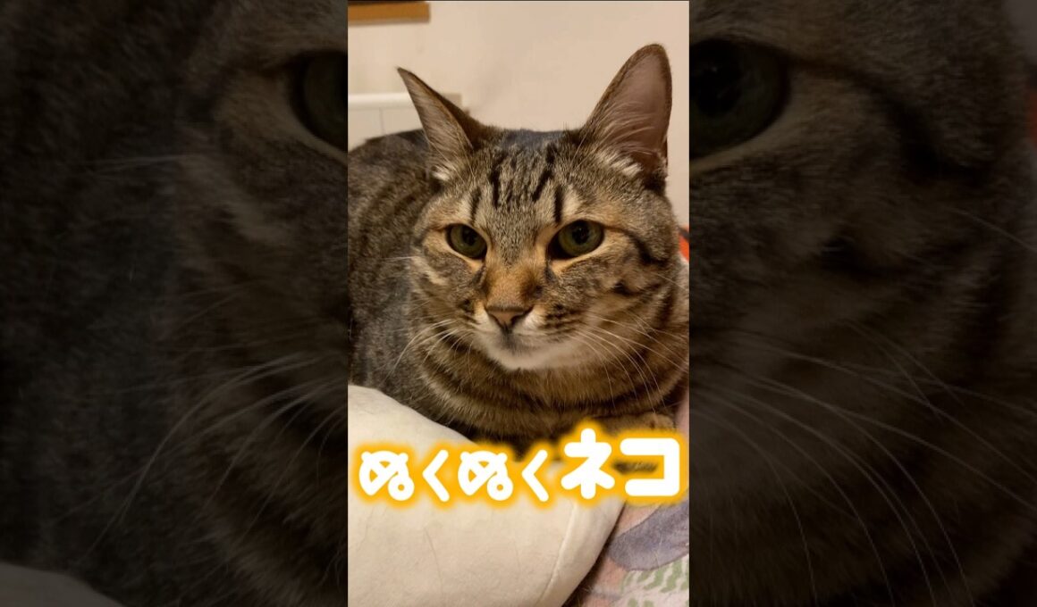 香箱座りの中身が温かすぎて溶ける… #猫 #catshorts