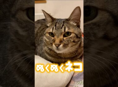 香箱座りの中身が温かすぎて溶ける… #猫 #catshorts