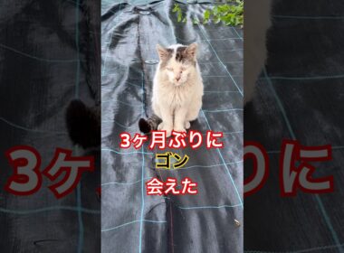 【激ヤセしてた！】3ヶ月ぶりに野良猫ゴンに会えた！　#shorts
