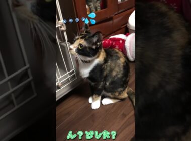 三毛猫のカノンとキジトラのサクラ🐱🐱ぬいぐるみをどうしたい？いや、キミたちはどうなりたい？ #三毛猫 #キジトラ #猫動画 #保護猫 #gumi #synthesizerv #子猫 #子猫動画
