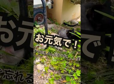 お別れしました！とりあえず一安心笑　#猫　#子猫　#cat  #野良猫　#可愛い　#shorts