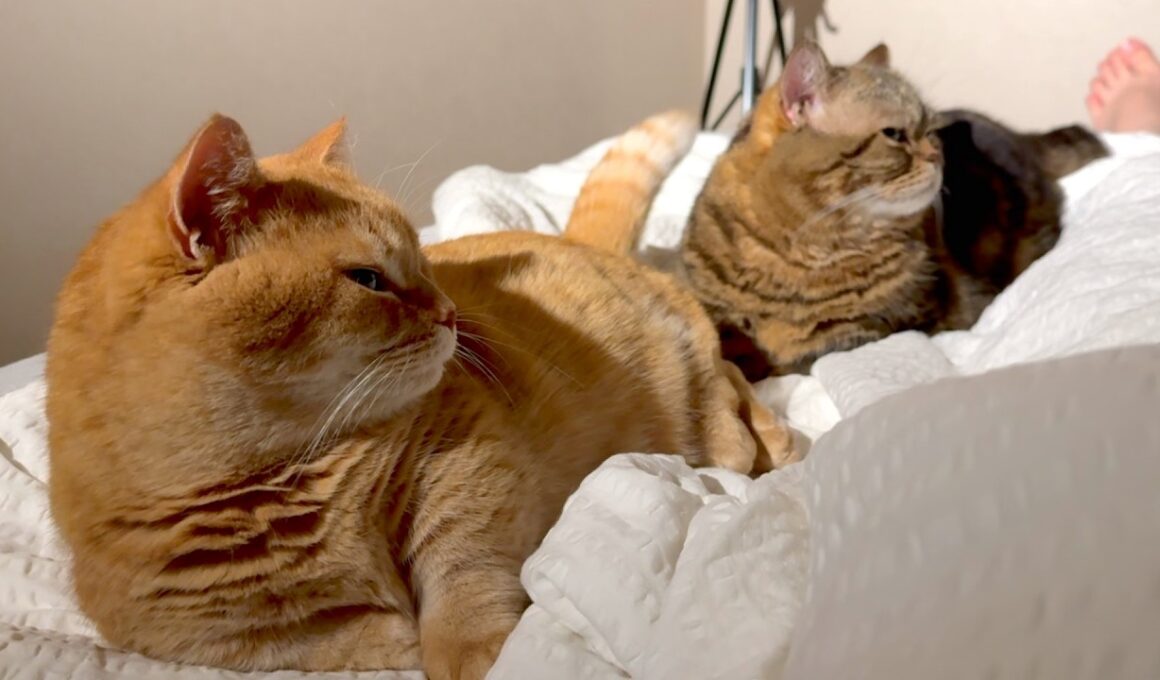 赤ちゃんのお世話をするママを見る姿がシンクロしすぎな猫たち