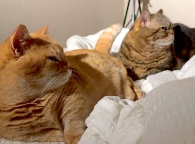 赤ちゃんのお世話をするママを見る姿がシンクロしすぎな猫たち