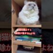 【KIKI & anela】ハチワレとラグドールの良い場所見つけた〜じゃないのよ#猫 #shorts