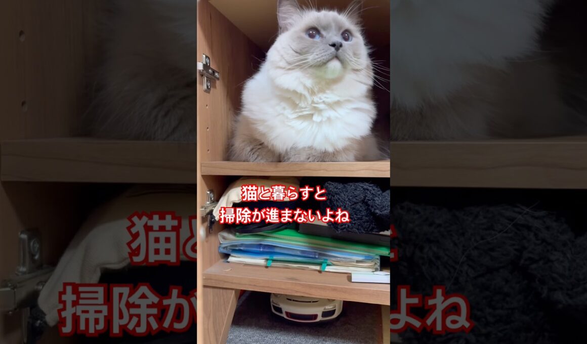 【KIKI & anela】ハチワレとラグドールの良い場所見つけた〜じゃないのよ#猫 #shorts