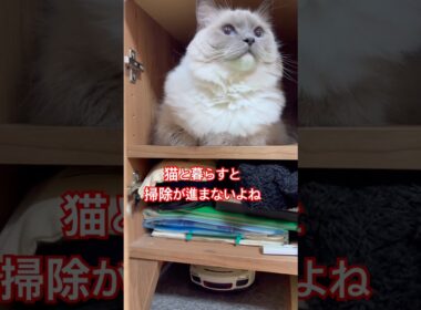 【KIKI & anela】ハチワレとラグドールの良い場所見つけた〜じゃないのよ#猫 #shorts