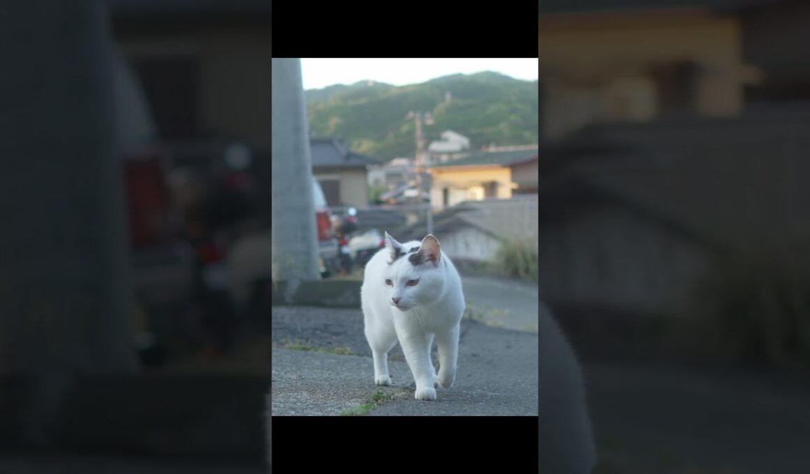 南熱海の日の出！いつものお散歩道！#熱海 #伊豆 #cat #野良猫 #ねこ #相模灘  #保護猫 #ジャパニーズ・ボブテイル ♯猫のいる暮らし