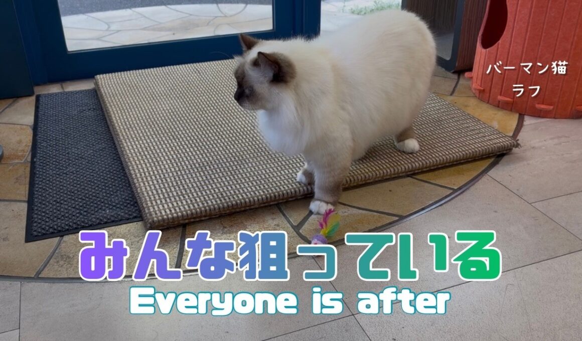 バーマン猫ラフ【みんな狙っている】Everyone is after（バーマン猫）Birman/Cat