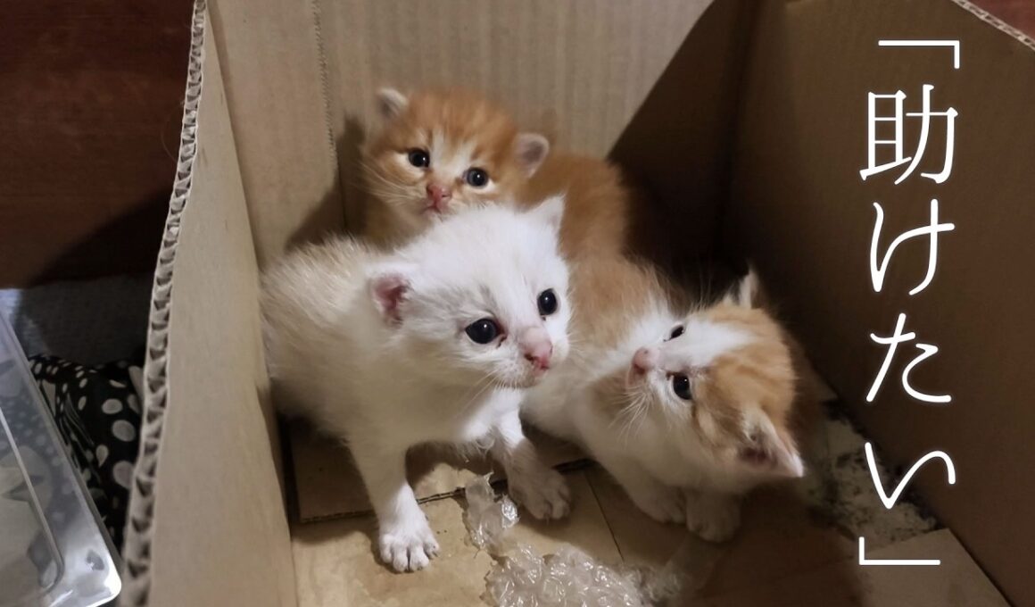 助かって本当によかった…行き場がなかった子猫の緊急保護。Emergency rescue of kittens with nowhere to go