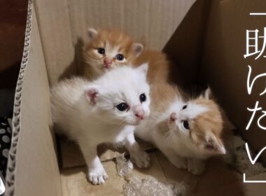 助かって本当によかった…行き場がなかった子猫の緊急保護。Emergency rescue of kittens with nowhere to go
