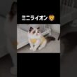 園児メル大好きすぎる👶🏻📛 #shorts #子猫 #猫 #ラグドール #甘えん坊猫 #猫のいる暮らし