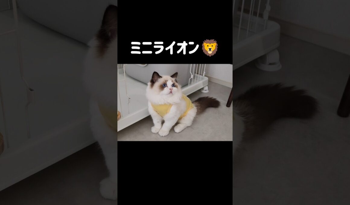 園児メル大好きすぎる👶🏻📛 #shorts #子猫 #猫 #ラグドール #甘えん坊猫 #猫のいる暮らし