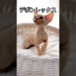 【デボンレックス】 #デボンレックス #子猫 #ブリーダー #猫 #short #shorts #shortcat #emeraldspirit #こねこ #devonrex #キャッテリー #cfa