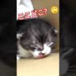 【生後間もない】保護子猫の寝顔が天使すぎた #youtube猫動画 #ネコ #子猫