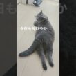 のんびり伸びやかな猫さん【ブリティッシュショートヘアー】 #ブリティッシュショートヘア #猫 #猫好きさんと繋がりたい #猫のいる生活 #britishshorthair