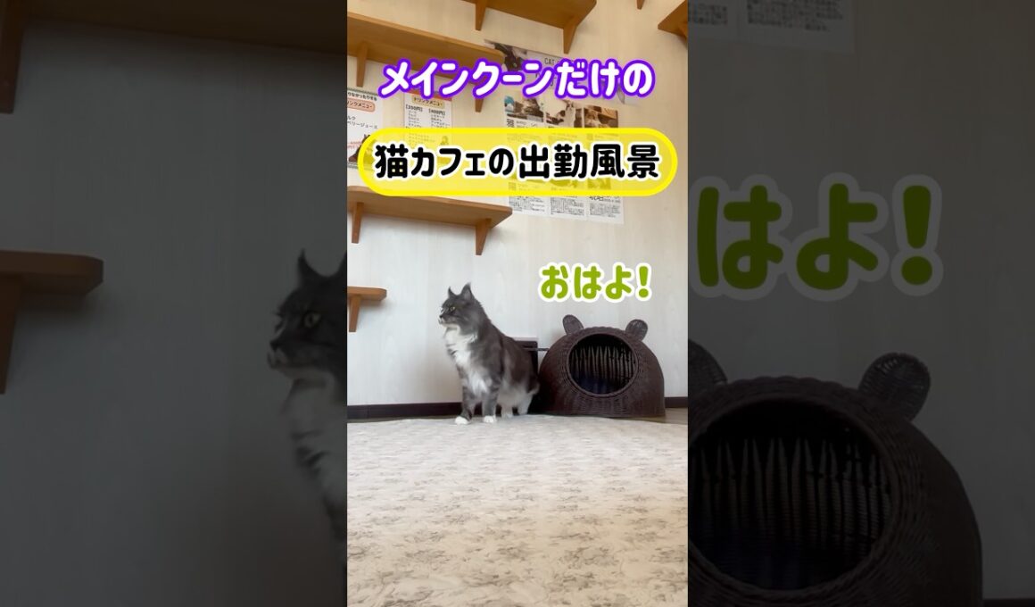 20260530メインクーンだけの【猫カフェの出勤風景】#cat #cooncat #mainecat #もふもふ