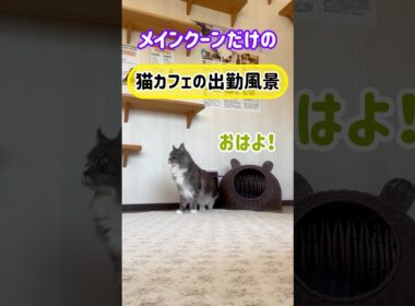20260530メインクーンだけの【猫カフェの出勤風景】#cat #cooncat #mainecat #もふもふ