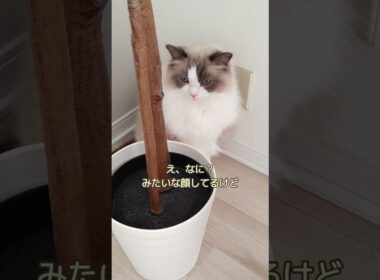 え、なに？みたいな顔してるけど...　#shorts #ragdoll