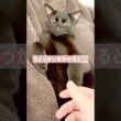 へそ天🐈‍⬛黒猫ボンベイ　#cat #ねこのいる暮らし #ねこ #ねこのいる生活 #ねこ動画 #猫 #猫好きさんと繋がりたい #かわいい #癒やし #甘えん坊