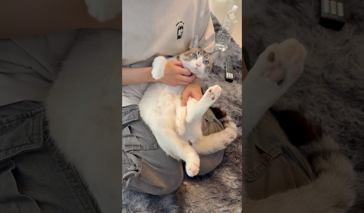 我が家の液体すぎる猫#トンキニーズ