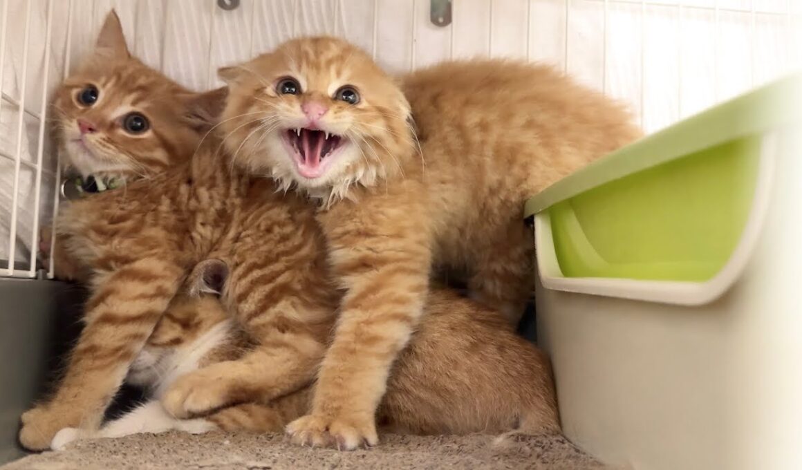 新入り子猫！ちゅーるの誘惑VS威嚇パンチ【屋台兄弟日記】Angry but Hungry: New Kitten vs. Treats