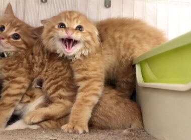新入り子猫！ちゅーるの誘惑VS威嚇パンチ【屋台兄弟日記】Angry but Hungry: New Kitten vs. Treats