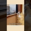 はじめての温泉旅館でも甘えん坊でした🥹🐾