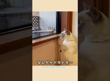 はじめての温泉旅館でも甘えん坊でした🥹🐾