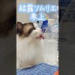 結露べろべろマン😸｜トイガー&ラグドール　#トイガー #ラグドール #catshorts　#猫のいる暮らし #catfunny #大型猫