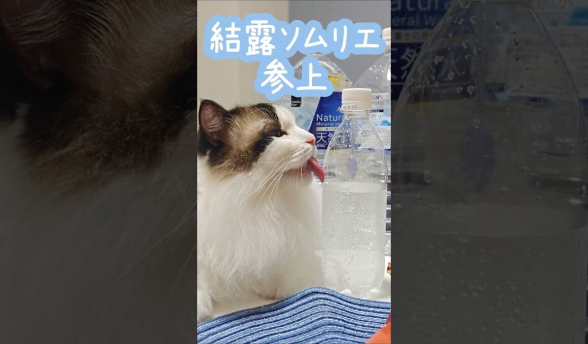 結露べろべろマン😸｜トイガー&ラグドール　#トイガー #ラグドール #catshorts　#猫のいる暮らし #catfunny #大型猫