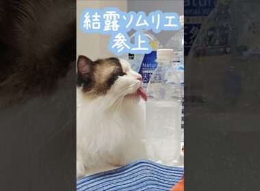 結露べろべろマン😸｜トイガー&ラグドール　#トイガー #ラグドール #catshorts　#猫のいる暮らし #catfunny #大型猫