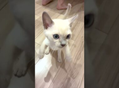 肉センサー発動中のなじ