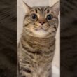 お風呂に大集合する猫たちと、それを狙うパパwww #cat #猫
