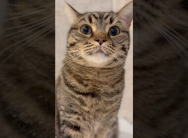 お風呂に大集合する猫たちと、それを狙うパパwww #cat #猫