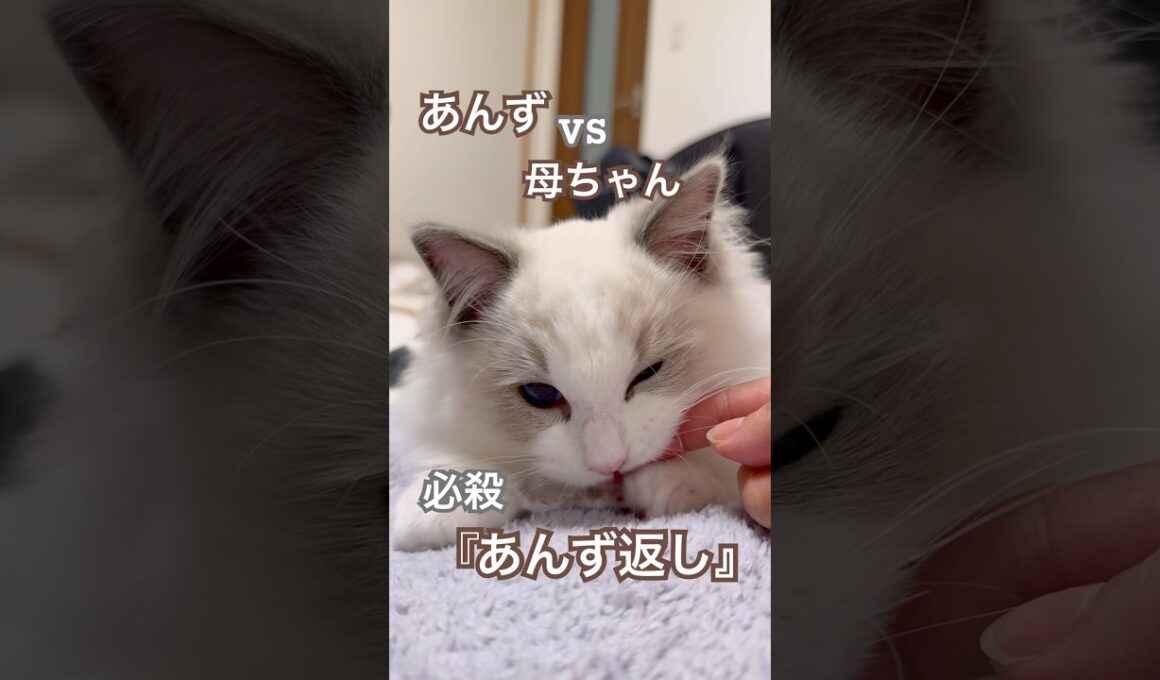 やんちゃ子猫🐱あんずに必殺『あんず返し』作ってみたら…💕#ラグドール #猫好きさんと繋がりたい #猫のいる暮らし #ねこ動画