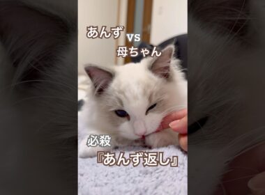 やんちゃ子猫🐱あんずに必殺『あんず返し』作ってみたら…💕#ラグドール #猫好きさんと繋がりたい #猫のいる暮らし #ねこ動画