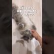 【サイベリアン】撫でられるの大好き！とにかく撫でて欲しくて一回転するもこちゃん　#shorts #cat #猫動画