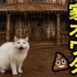 ガチで引越しを考えるぐらい家が大変なことになってしまいました…