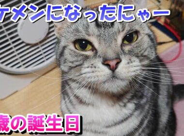 ソラさん６歳の誕生日！（アメリカンショートヘア）