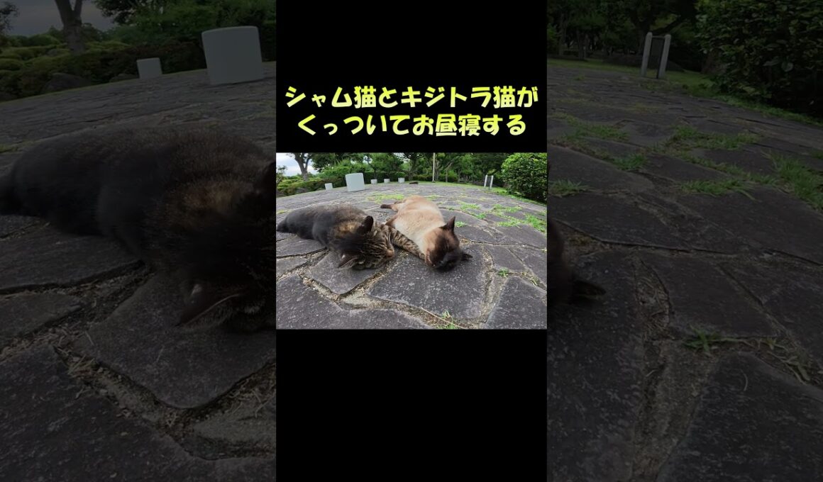 シャム猫とキジトラ猫がくっついてお昼寝する #猫 #ねこ #cat