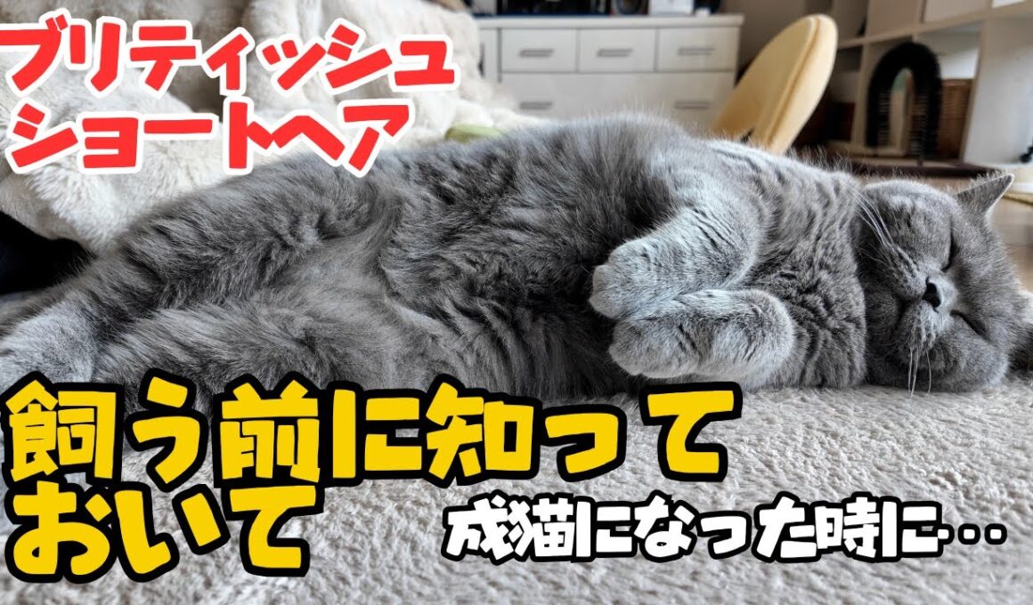 ブリティッシュショートヘア飼う前に知っておいて❗️成猫（大人）になったらこんな感じになっちゃいます❗️