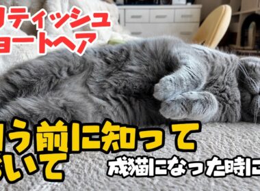 ブリティッシュショートヘア飼う前に知っておいて❗️成猫（大人）になったらこんな感じになっちゃいます❗️
