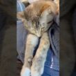 お膝でくつろぐ猫 #保護猫 #シャムミックス #cat #ねこ #猫のいる暮らし #shorts