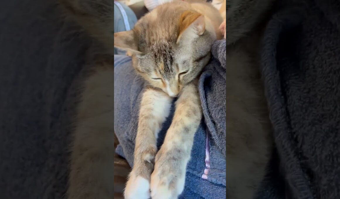 お膝でくつろぐ猫 #保護猫 #シャムミックス #cat #ねこ #猫のいる暮らし #shorts
