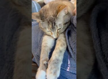 お膝でくつろぐ猫 #保護猫 #シャムミックス #cat #ねこ #猫のいる暮らし #shorts