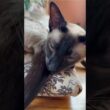 かわいいシャム猫一緒に眠る　Cute Siamese Cats Sleep