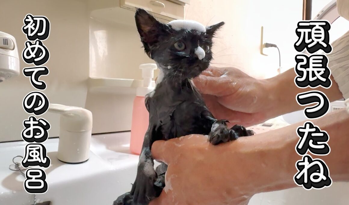 【保護猫】保護した小さな子猫、初めてのお風呂　2026特別編　カラスに襲われていた子猫　第２話